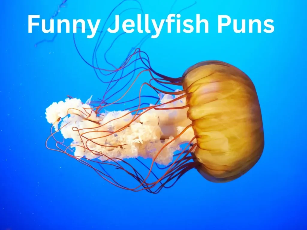 Funny Jellyfish Puns
