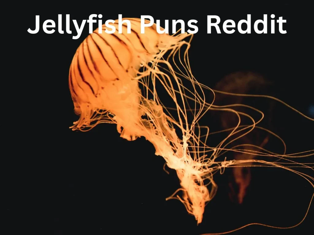 Jellyfish Puns Reddit