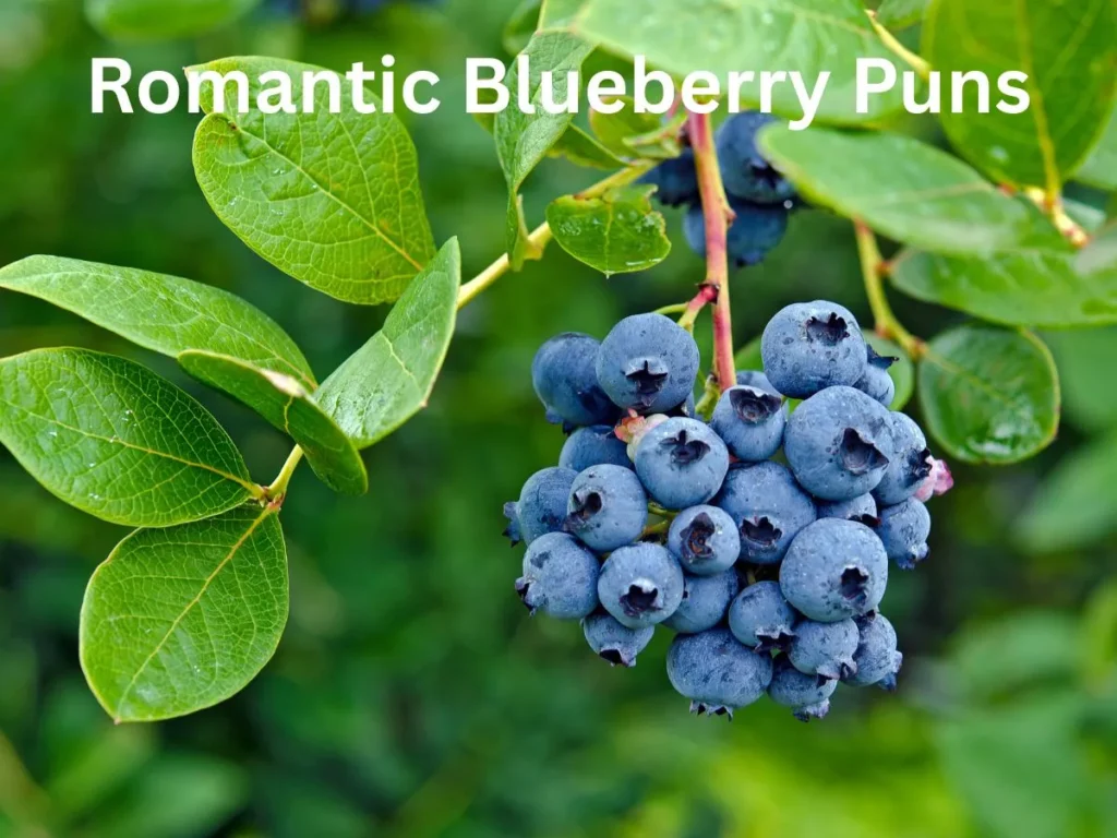 Romantic Blueberry Puns