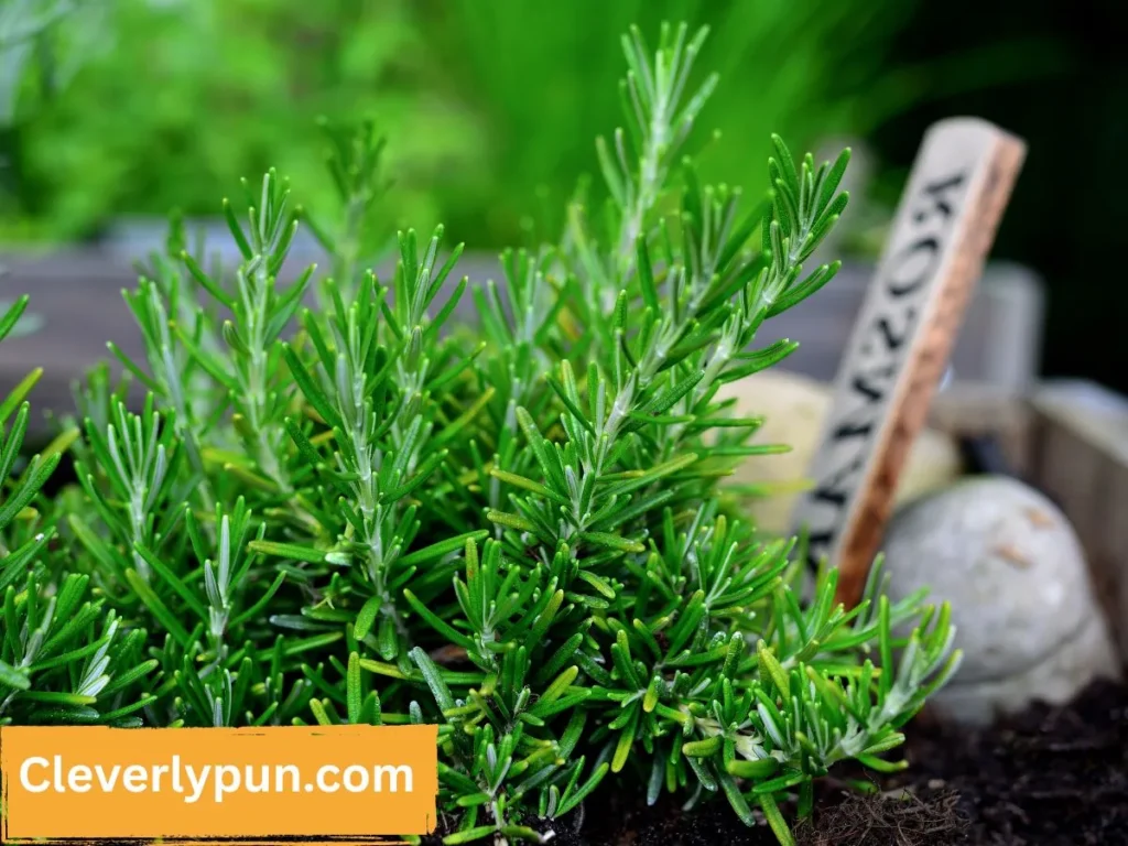 Rosemary Herb Puns