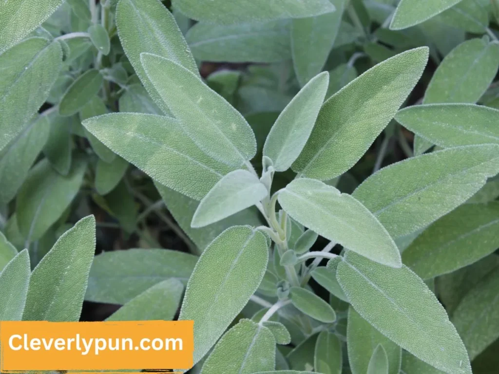 Sage Herb Puns