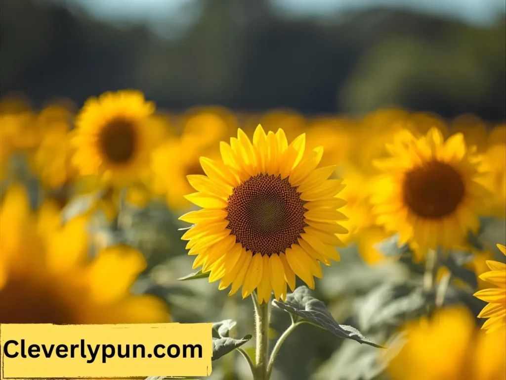 Sunflower Puns Examples