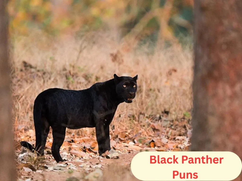 Black Panther Puns 
