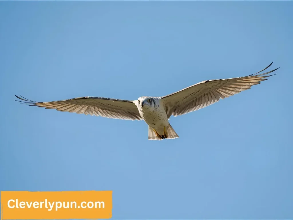 Short Flying Puns