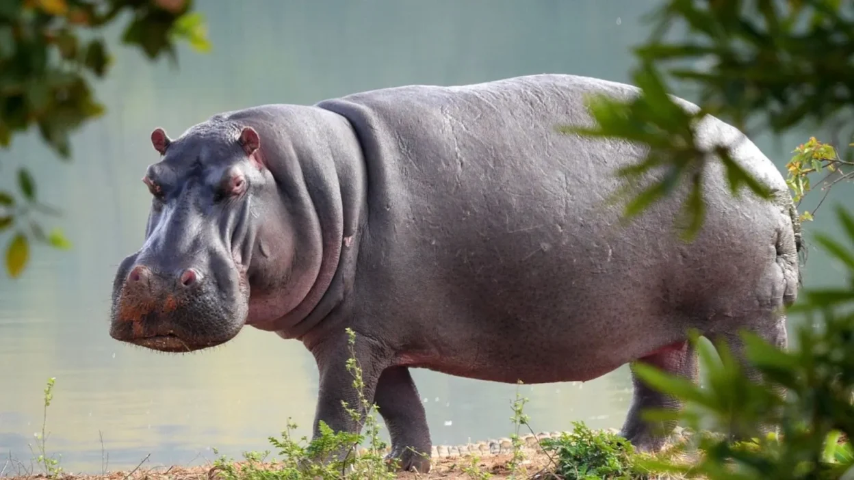 Hippo Puns