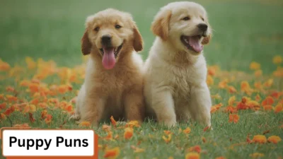 Puppy Puns