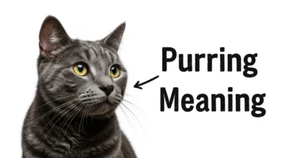 Purring Meaning